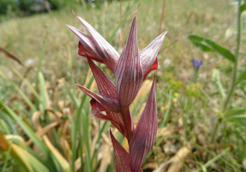 Serapias vomeracea - Gargano (FG)